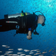 A scuba diver swims among a school of fish at NOAA’s Flower Garden Banks National Monument. Photo: NOAA Photo Library/Flickr